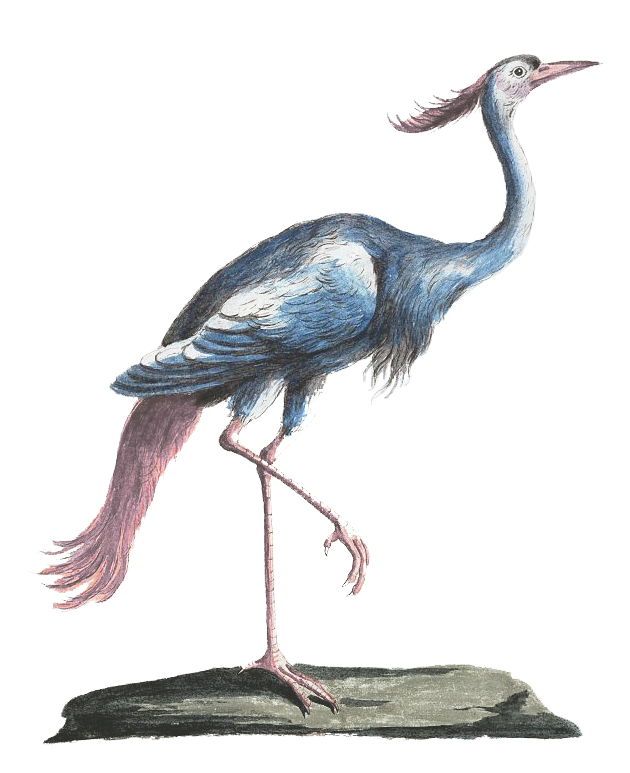 bird sticker colour edit2.png