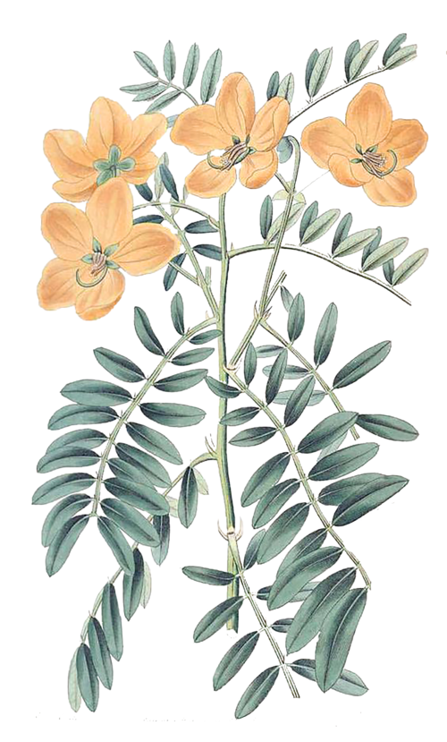 yellow+flower+sticker+orange-1.png