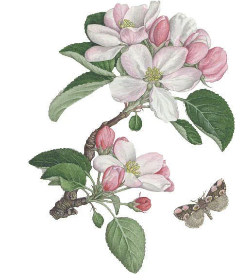 cherry blossom.jpg