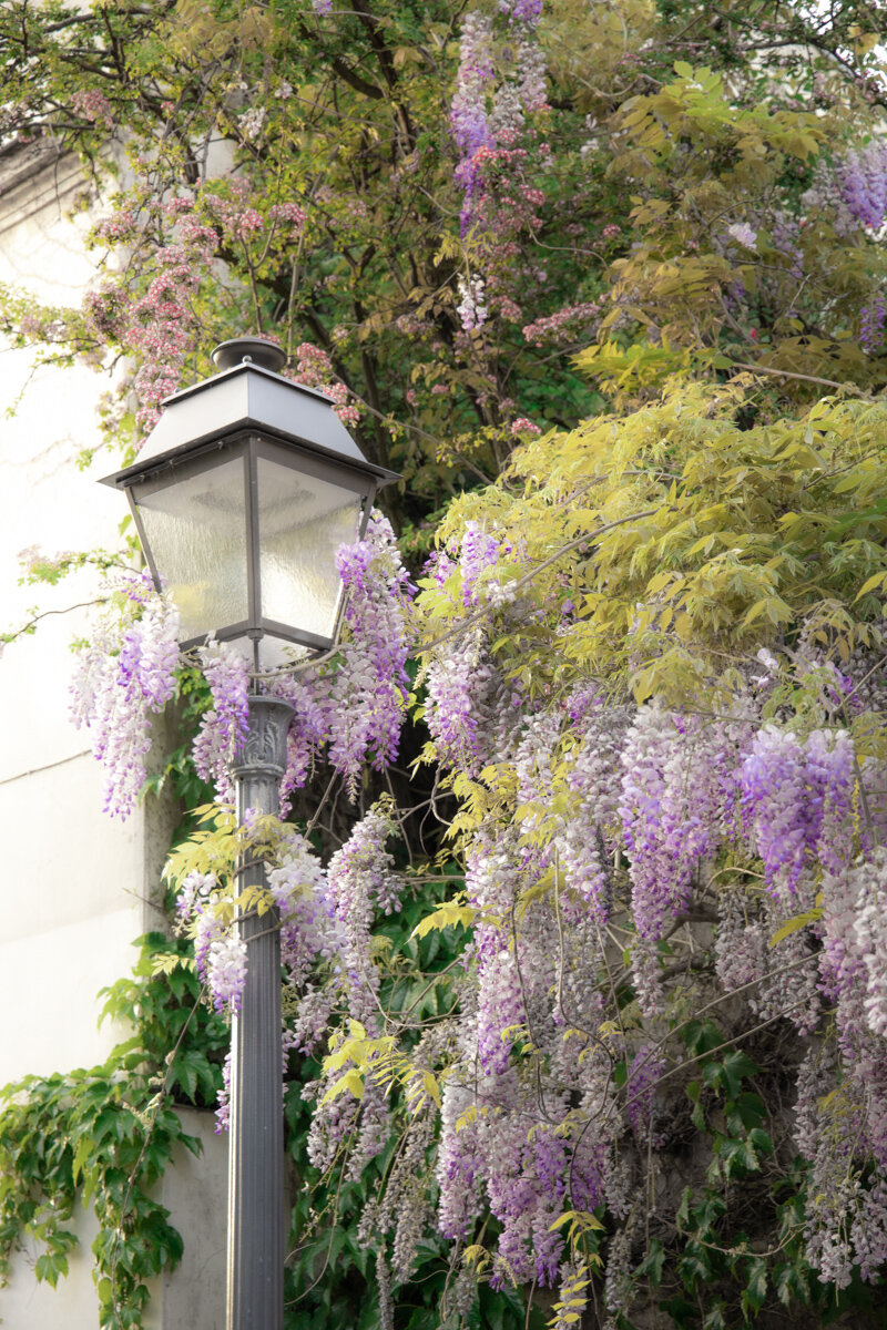 Montmartre.day.tour.wisteria.jpg