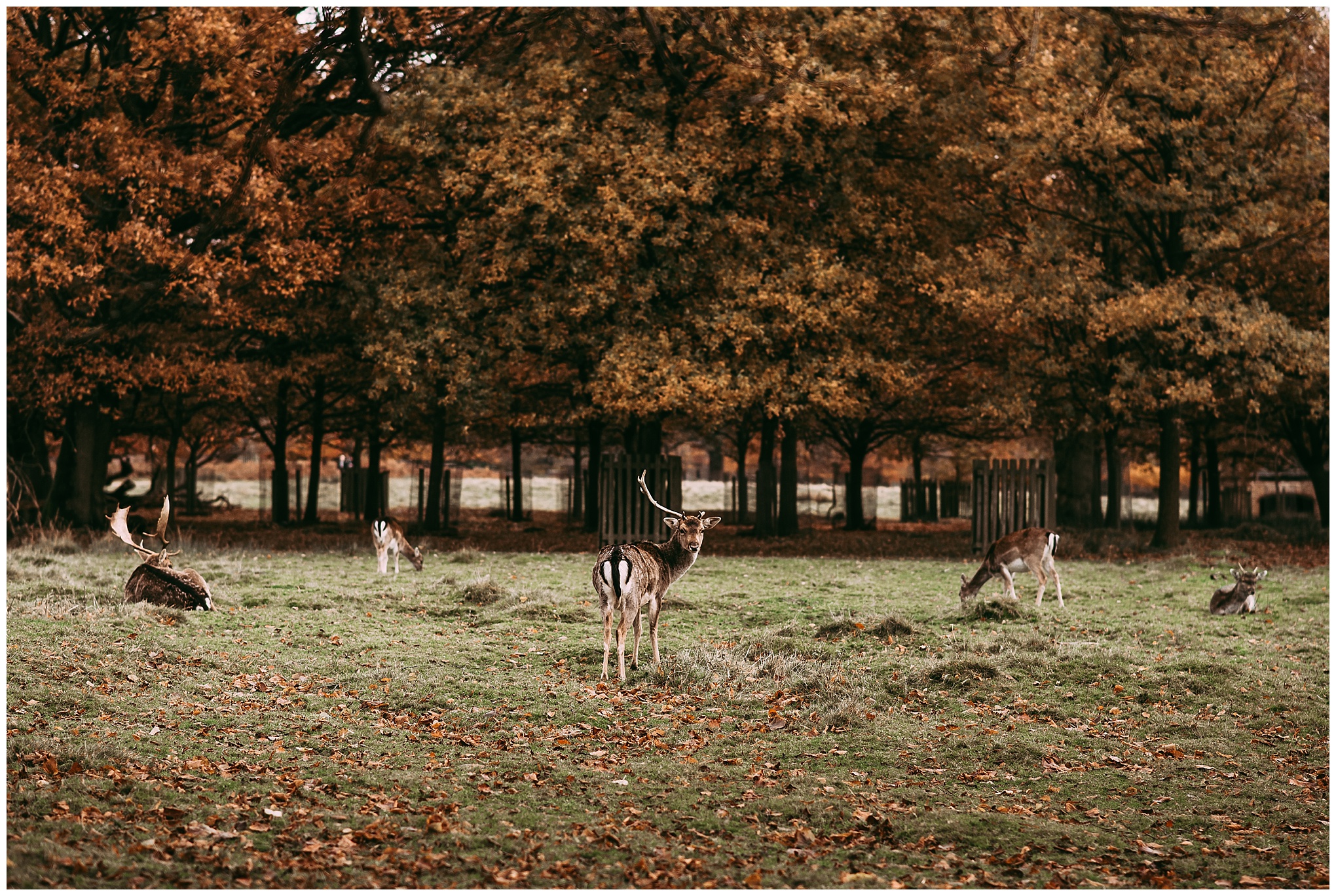 Deers in the Park at Dunham Massey