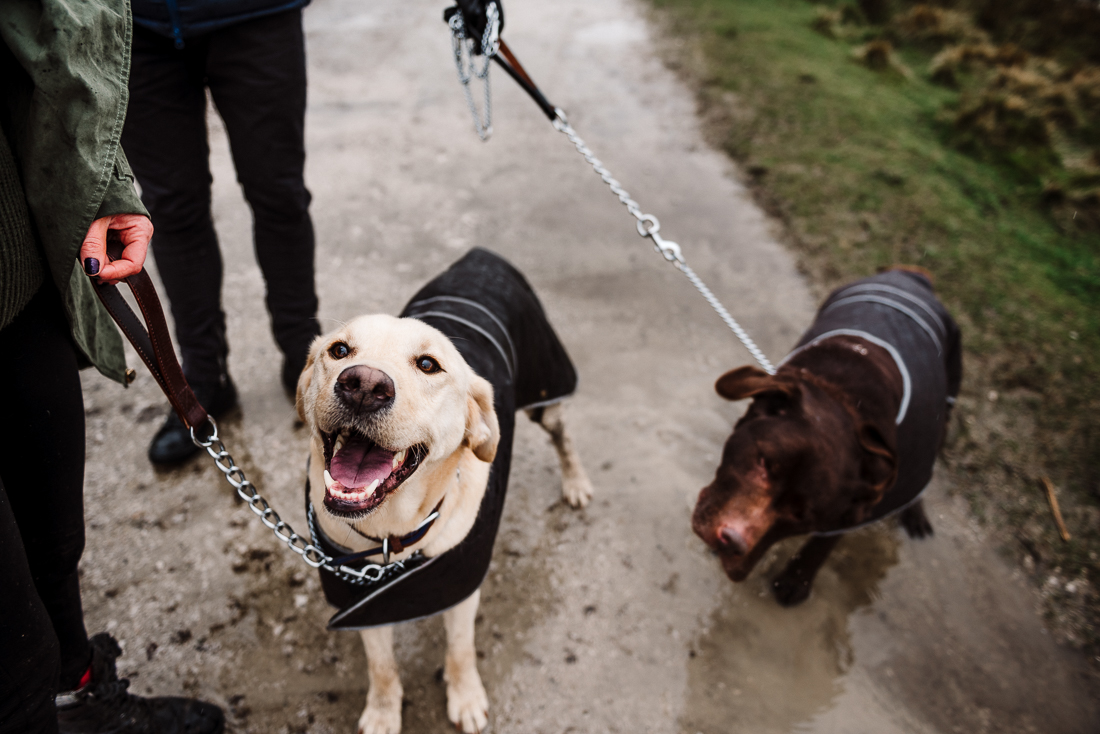 Documentary shot of dogs ready to go on a walk