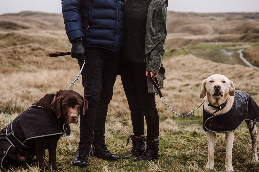 Closeup photograph of Labradors 