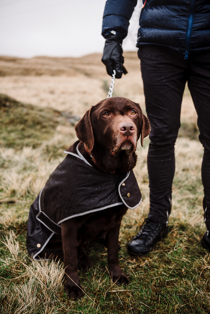 Portrait photo of chocolate lab. Lancashire dog photography