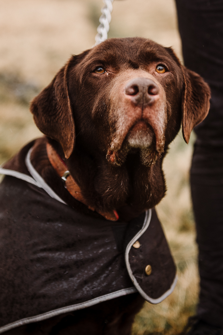 Closeup portrait of Labrador. Lancashire photography