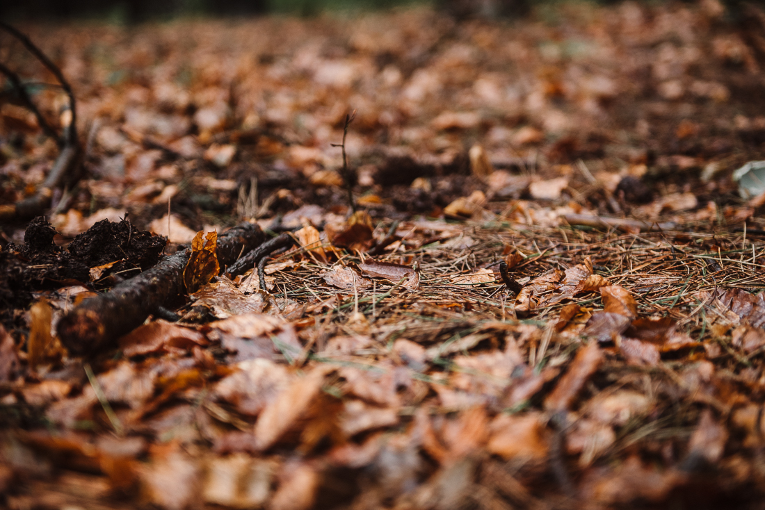 Detailed shot of the woodland floor. 