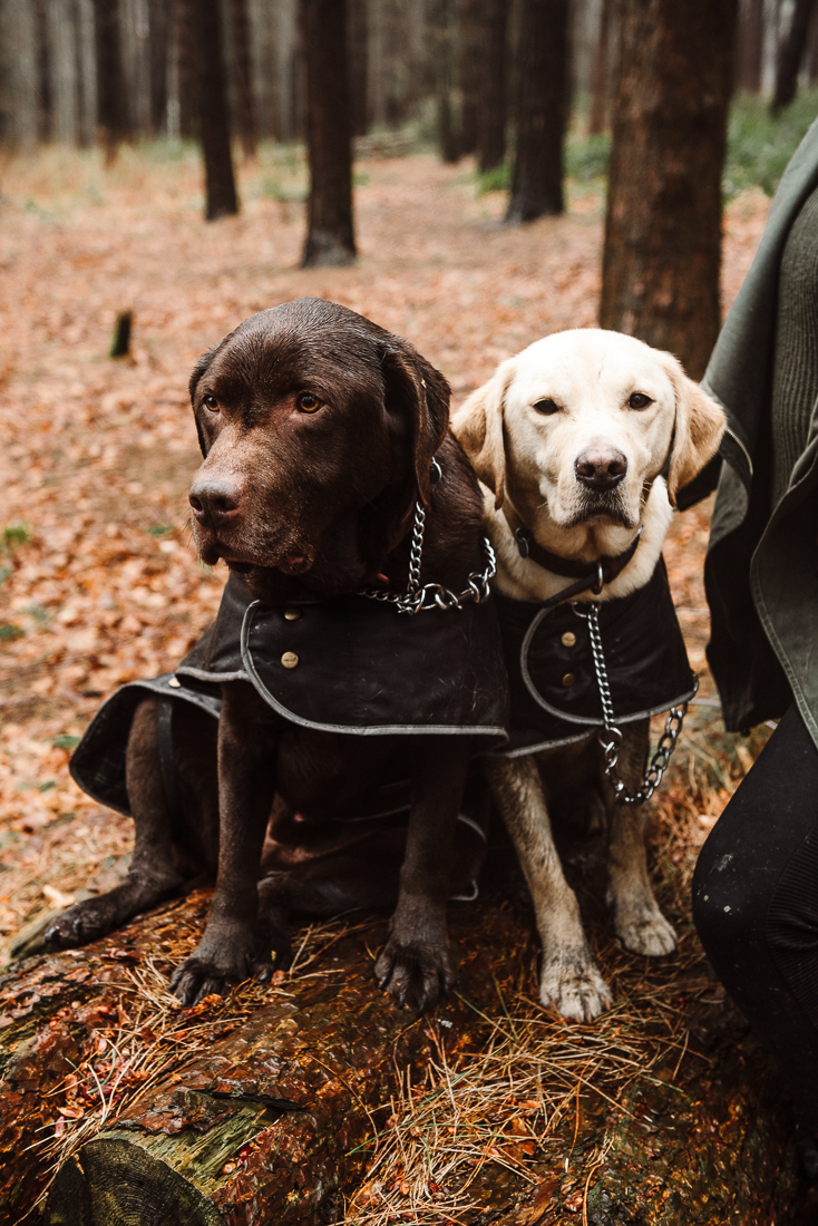 Dog portrait of two labradors in the woods at Hurstwood, Burnley.