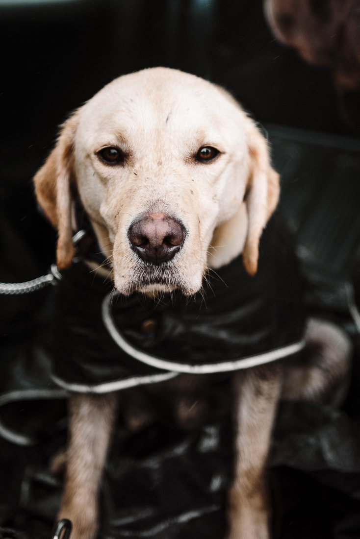 Portrait of Golden Labrador. Lancashire wedding photographer