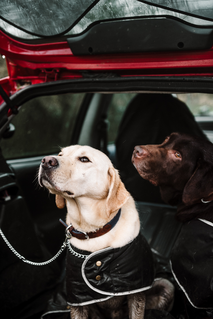 Portrait of labradors together in the car. 