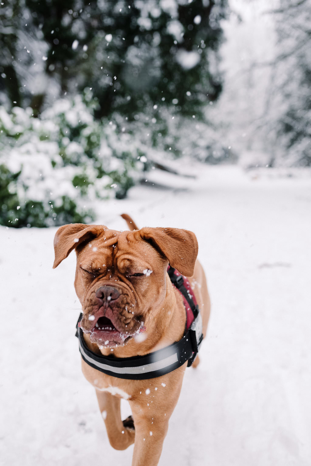 Natural shot of dog walking in the park