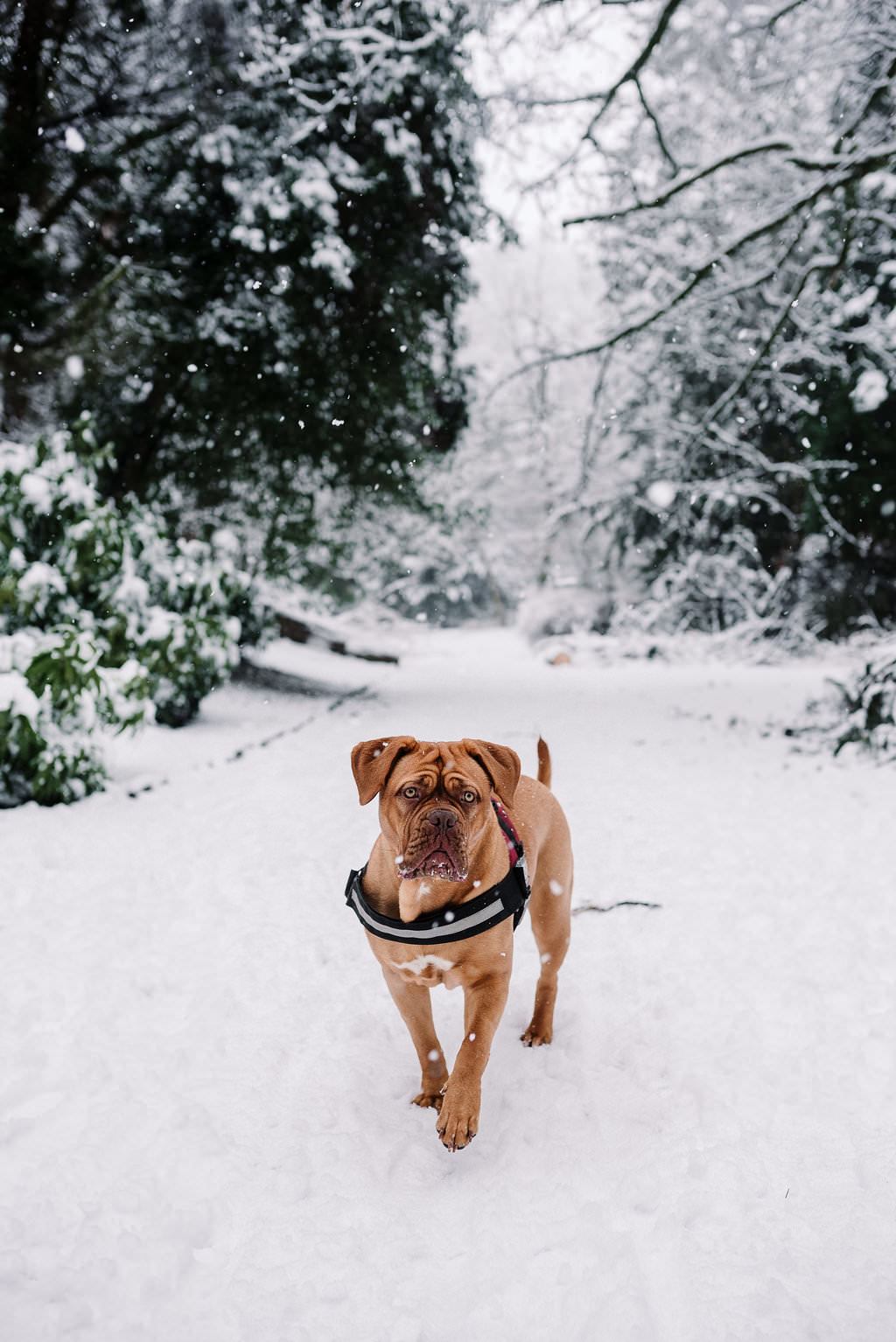 Dog portrait in the snow at Whitehall Park