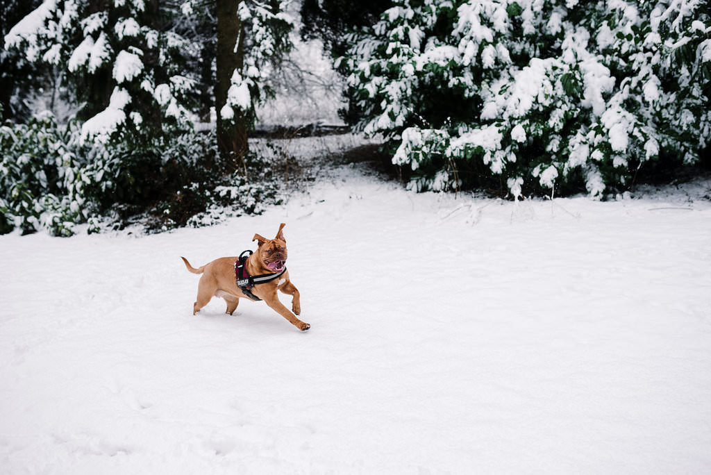 Lancashire dog photography. Douge de Bordeaux playing in the snow at White Hall Park, Darwen. 