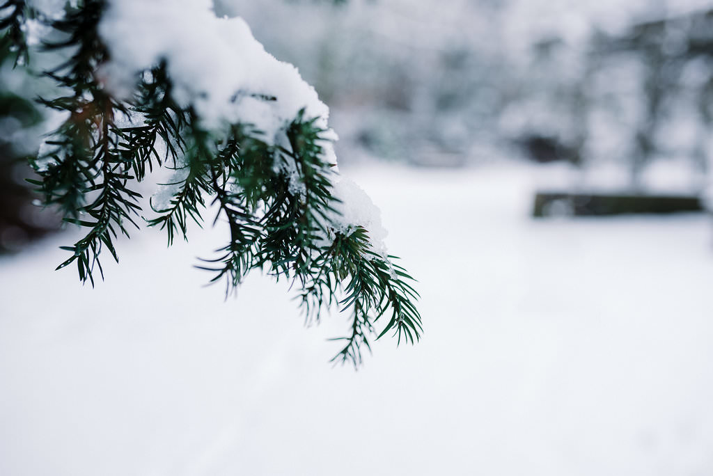 Detailed shot of snow on tree branch 