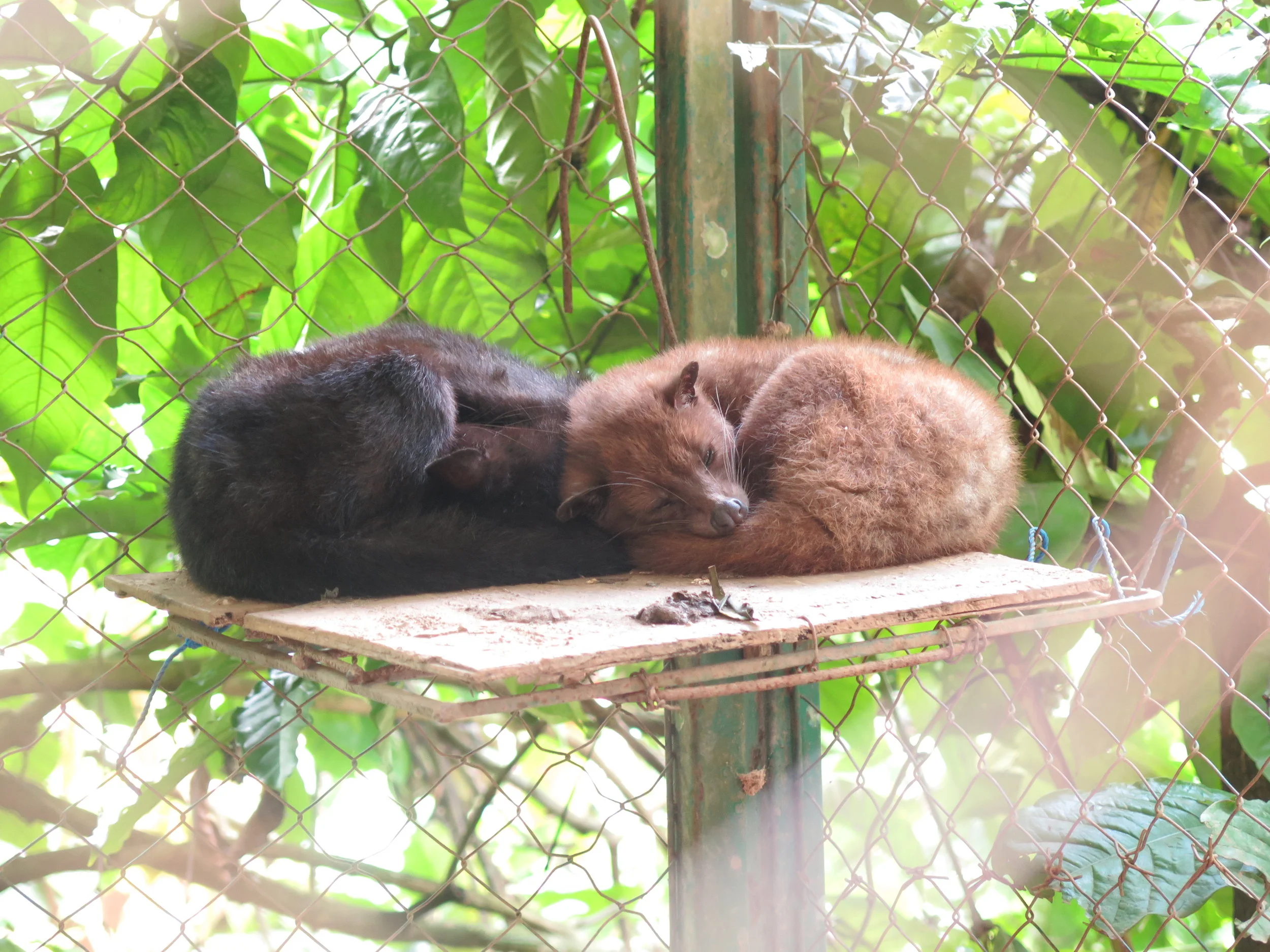  Palm Civet Cats. 
