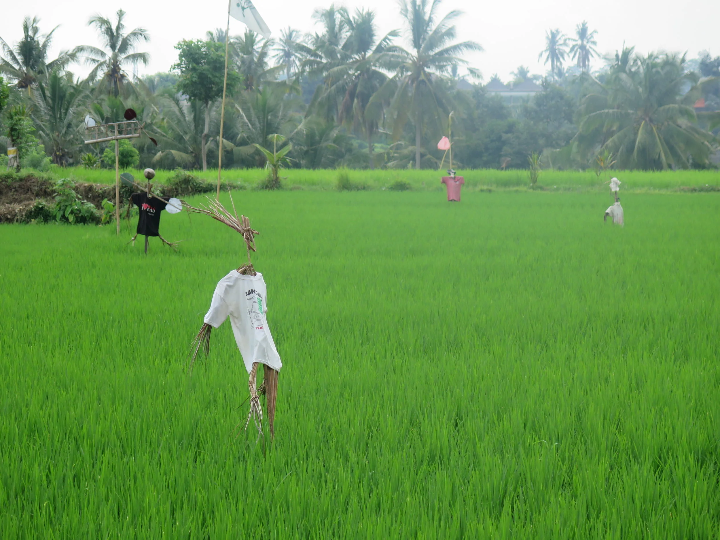  Rice field. 