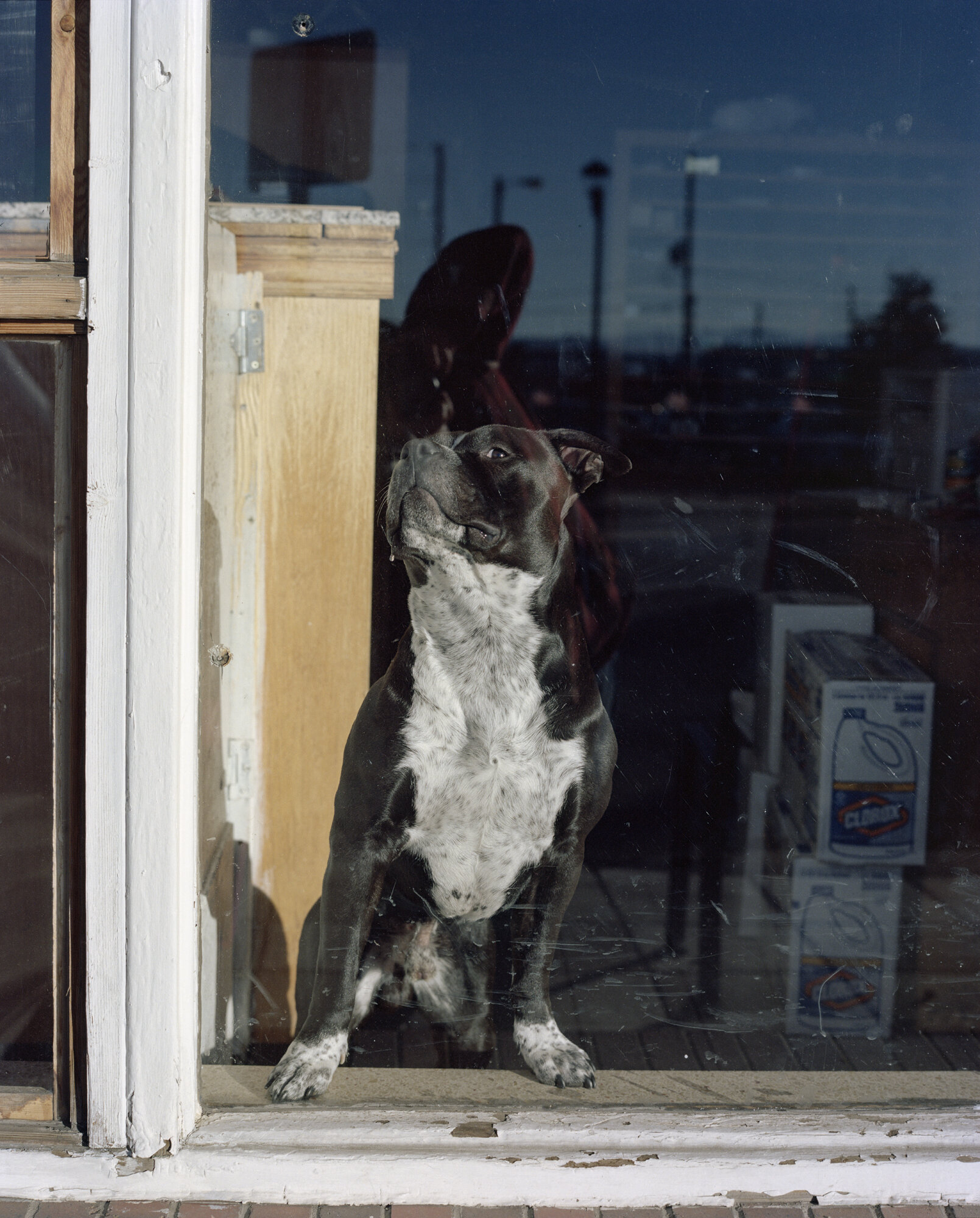 Dog, Denver, 2016