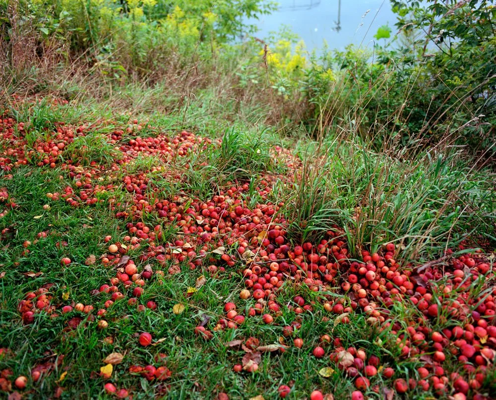 2022_10_TOMATOES_HOME (3).jpg