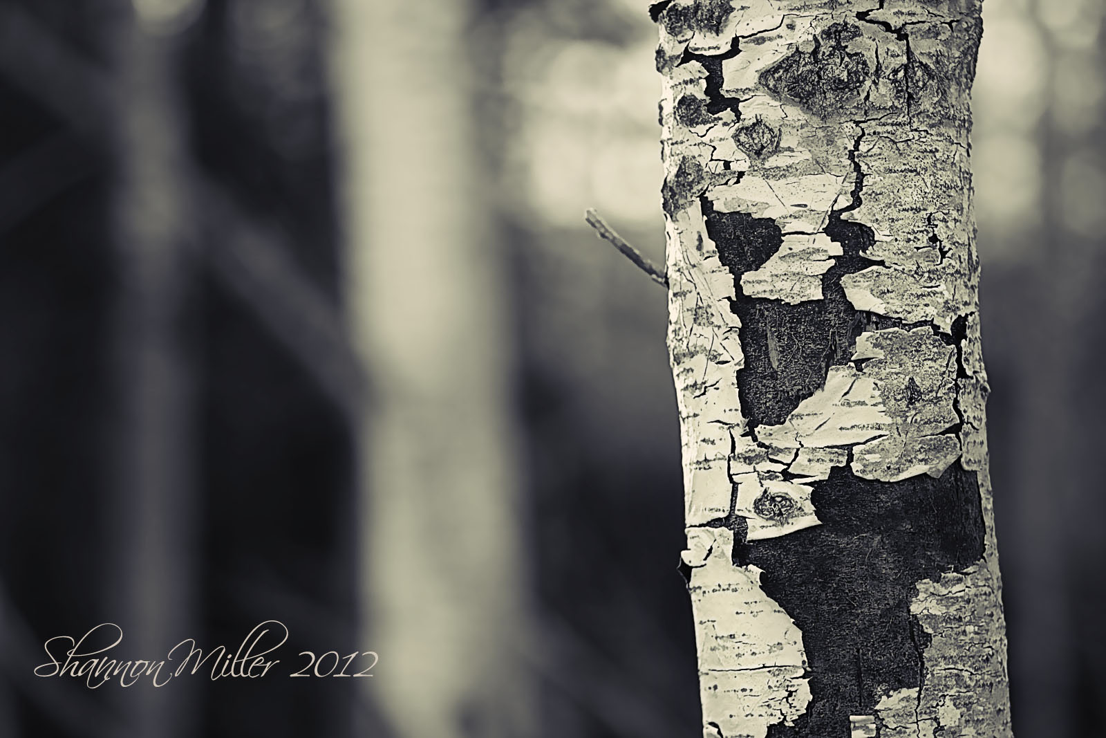 lone+tree+small+res.jpg