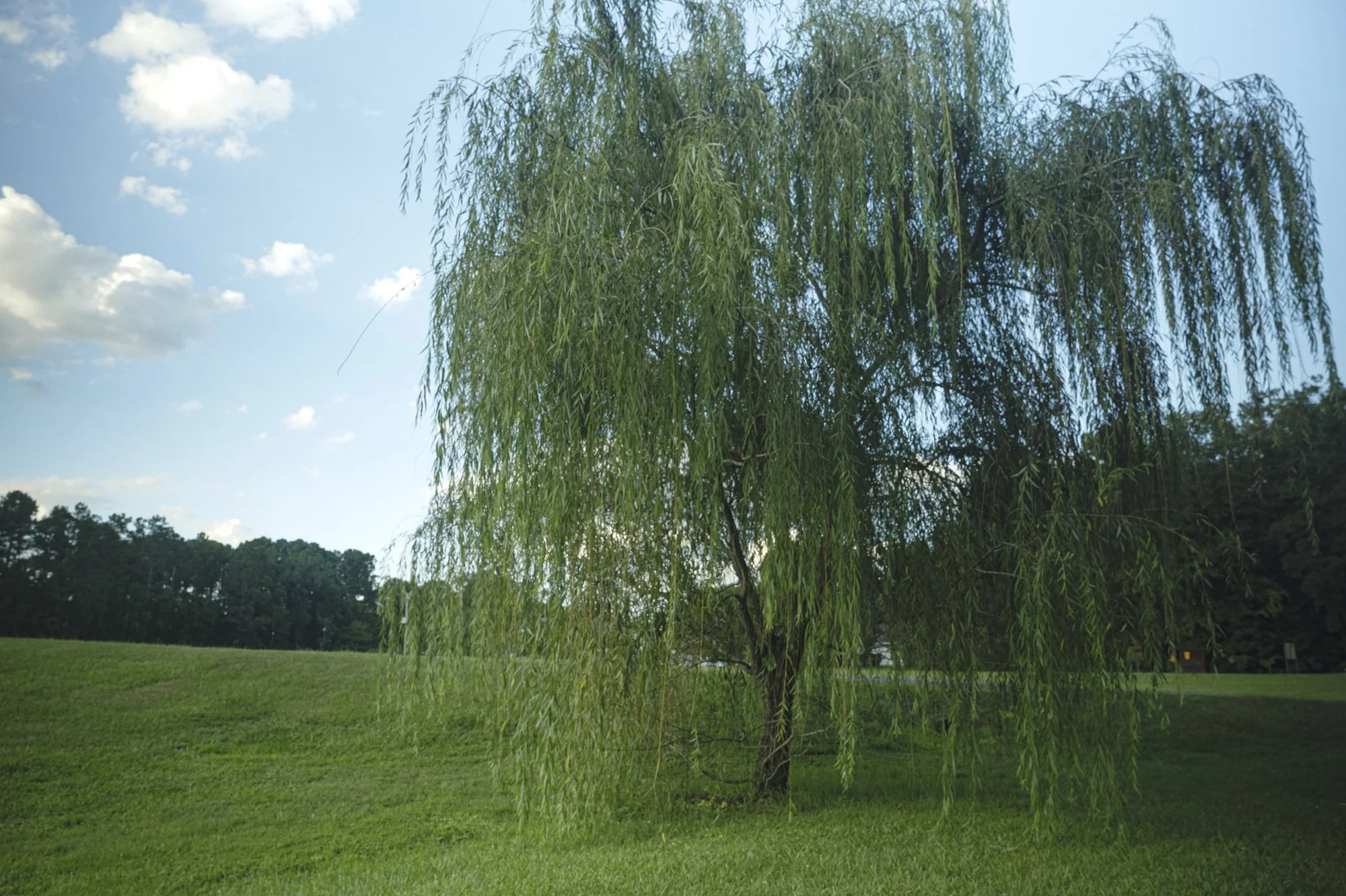 P1096350.jpg