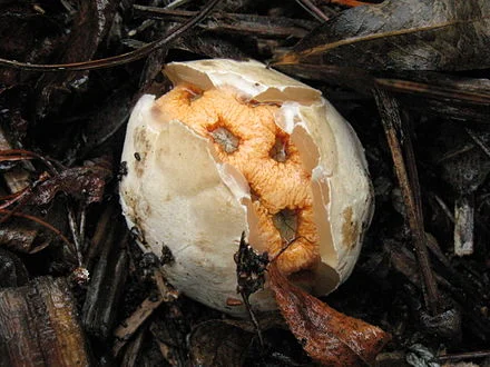 Image source: https://en.wikipedia.org/wiki/Clathrus_ruber#/media/File:Clathrus_ruber_61319.jpg