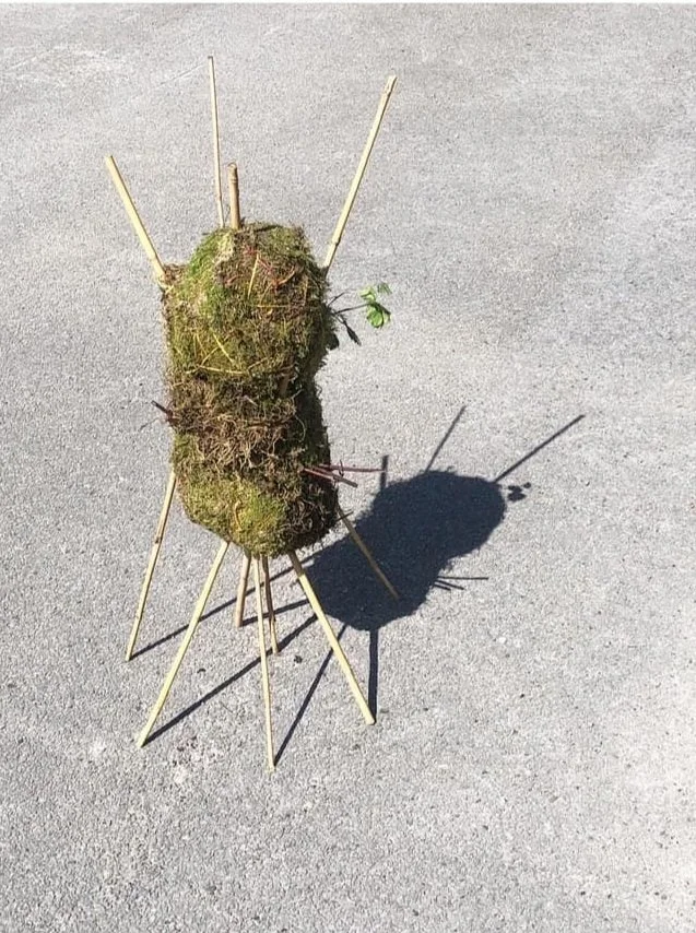 UrbanwildernessMoss.jpg