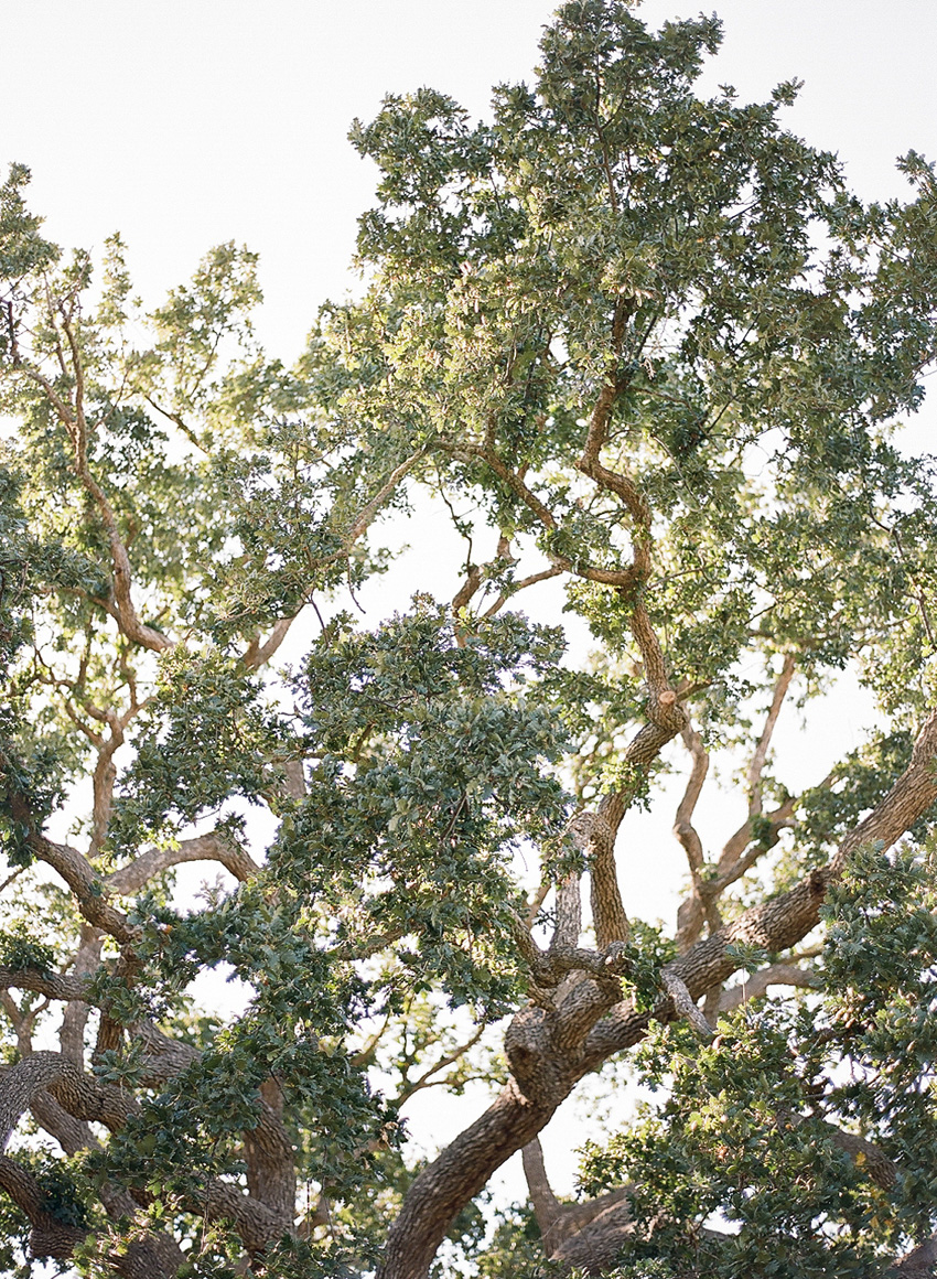 santabarbarawedding.com | Santa Barbara Wedding Style Blog | Weddings at Grassini Vineyards | Kristen Beinke Photography | Organic Inspiration