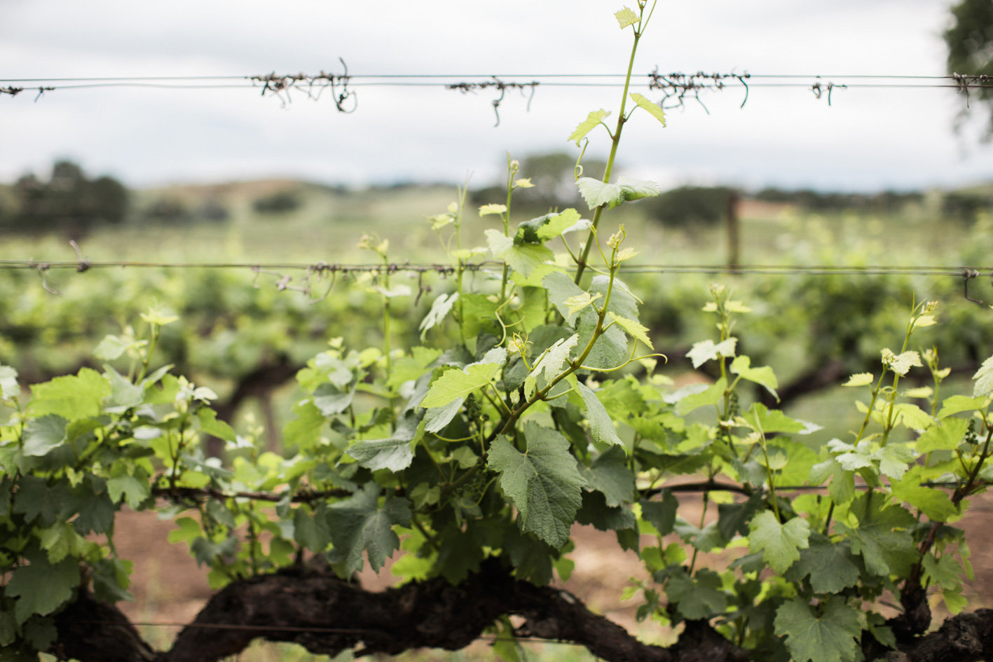 www.santabarbarawedding.com | Anna J Photography | Firestone Vineyard