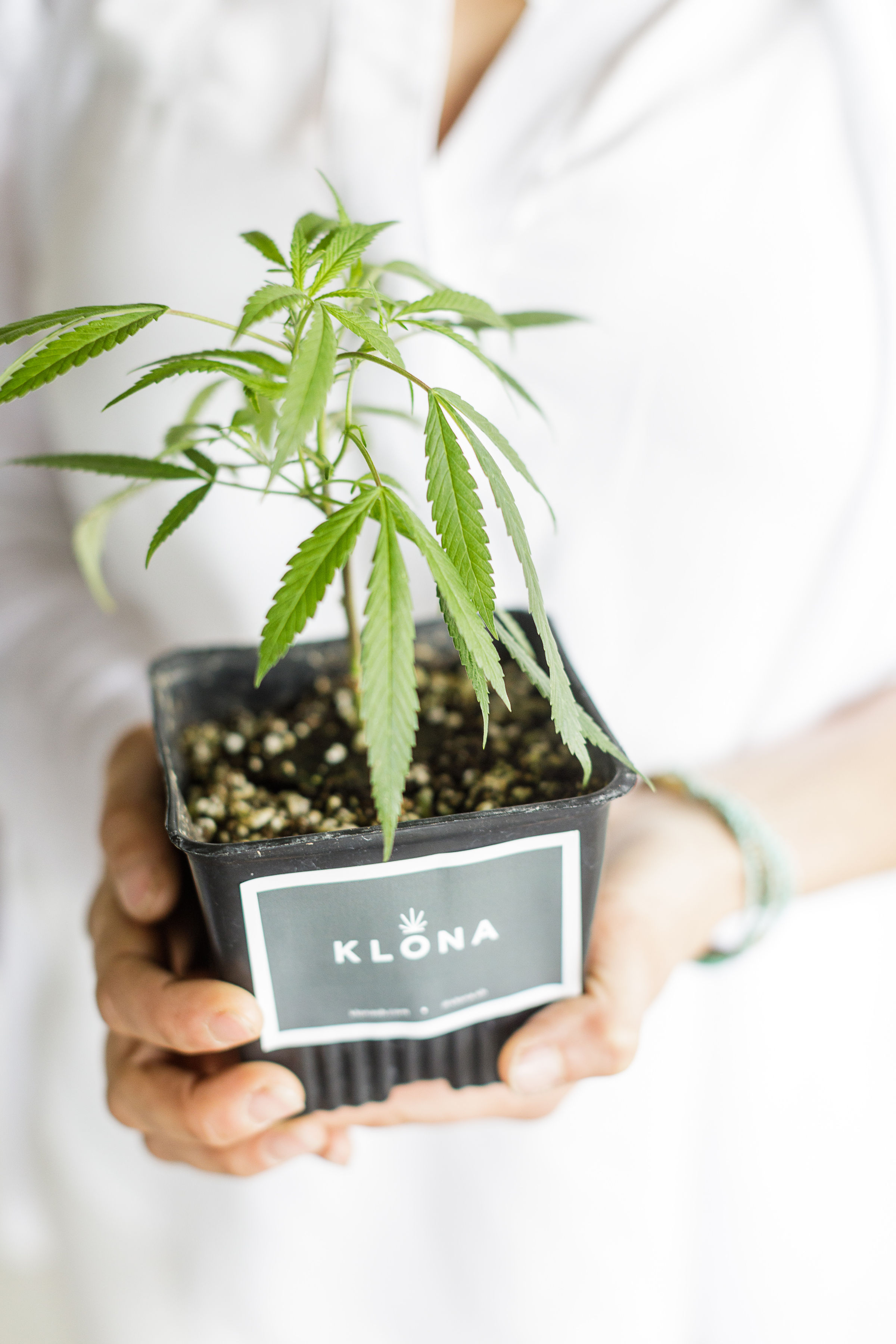 www.santabarbarawedding.com | Kiel Rucker Photography | Ocean View Farm | Client Wants Cannabis