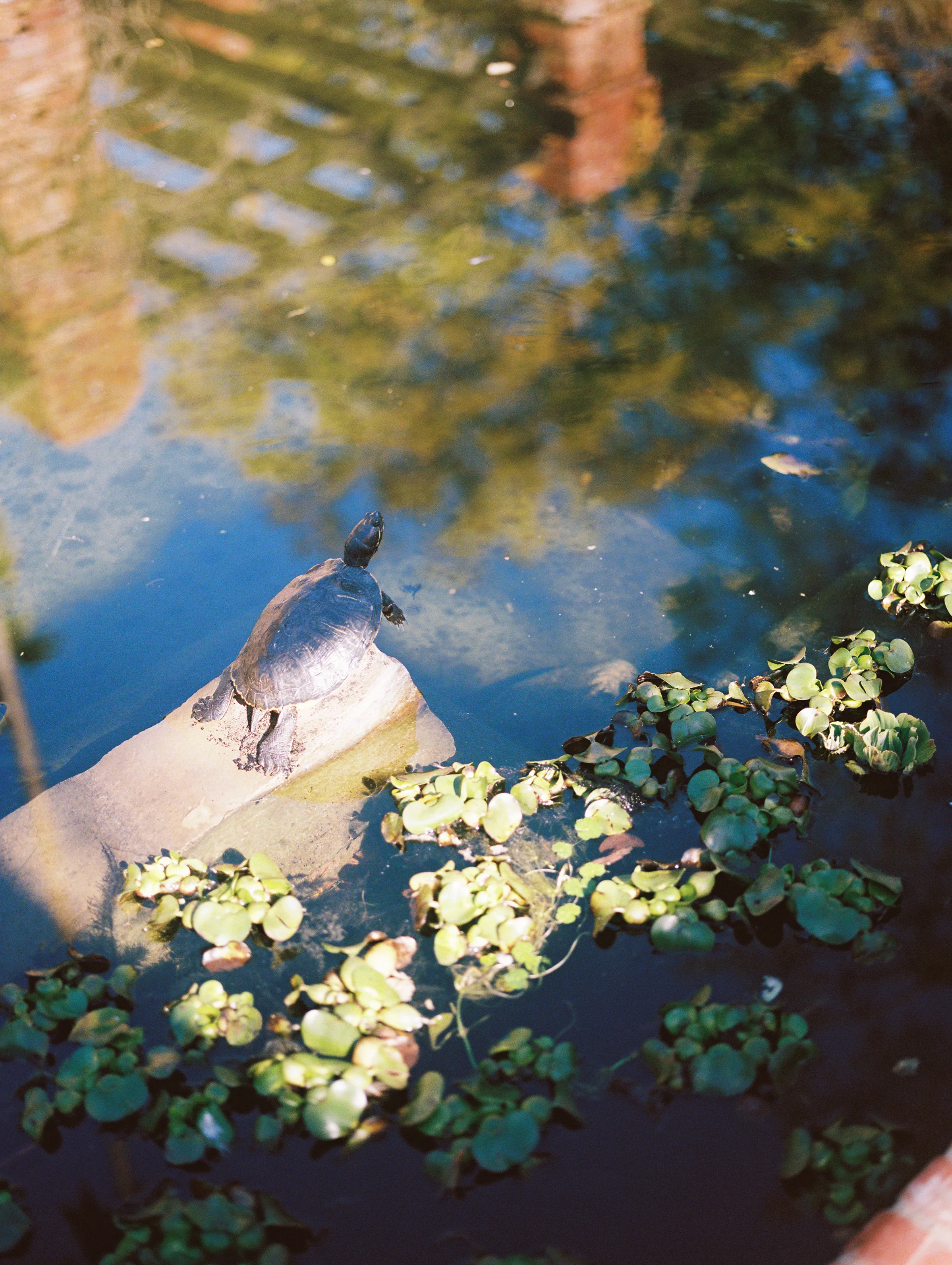 www.santabarbarawedding.com | Ryanne Bee Photography | Santa Barbara Courthouse | Belmond El Encanto | Turtle on the Water