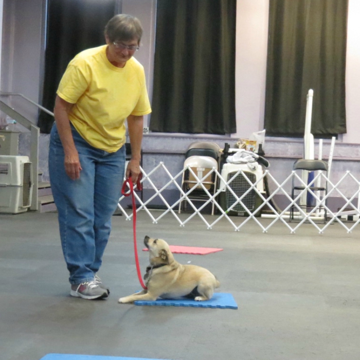 Dog_Training_Hamburg_New_York-.jpg