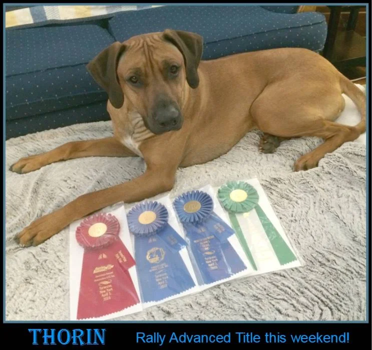Dog_Training_Hamburg_New_York.jpg
