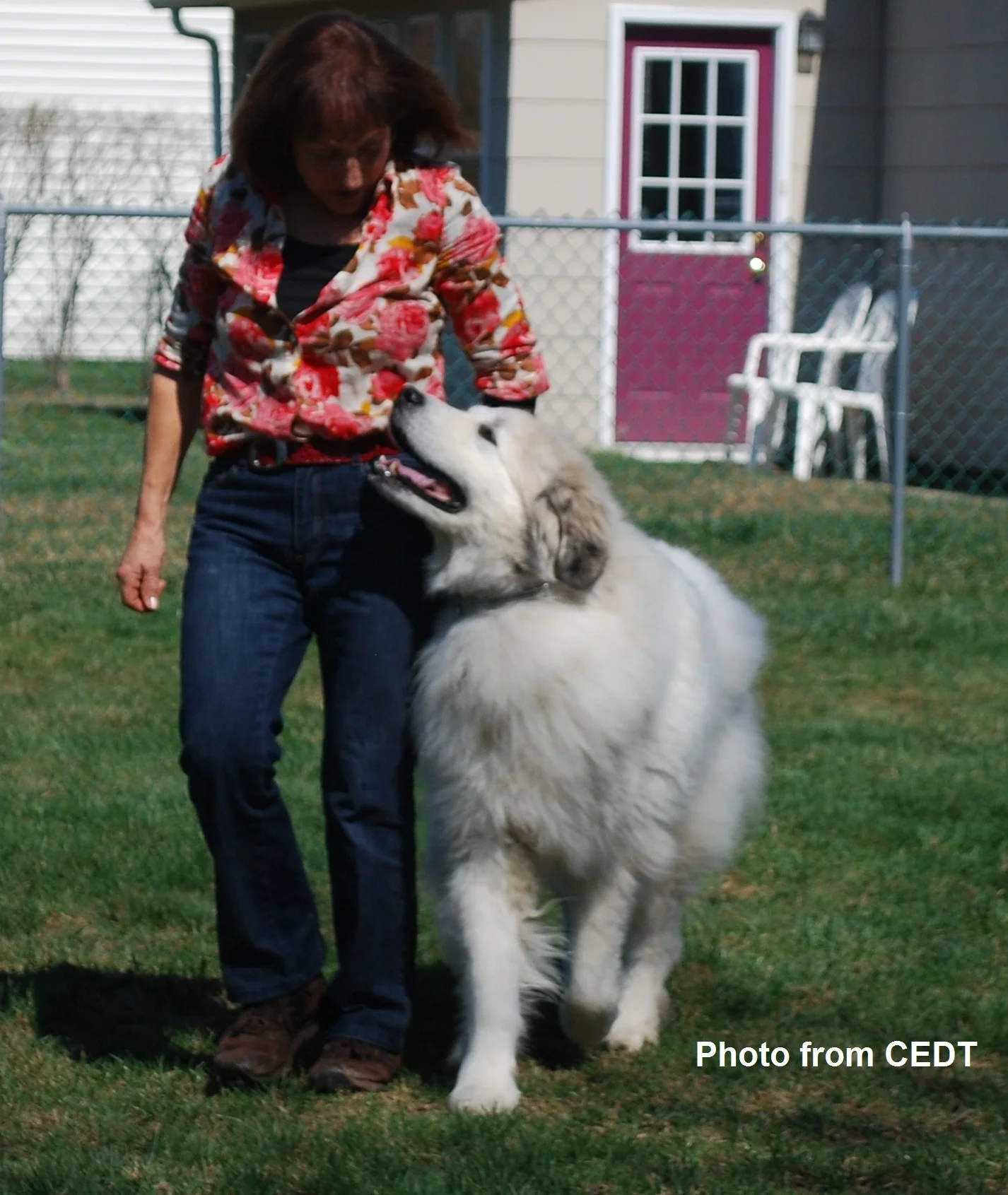 Great Pyrenees with Focused Attention Heeling