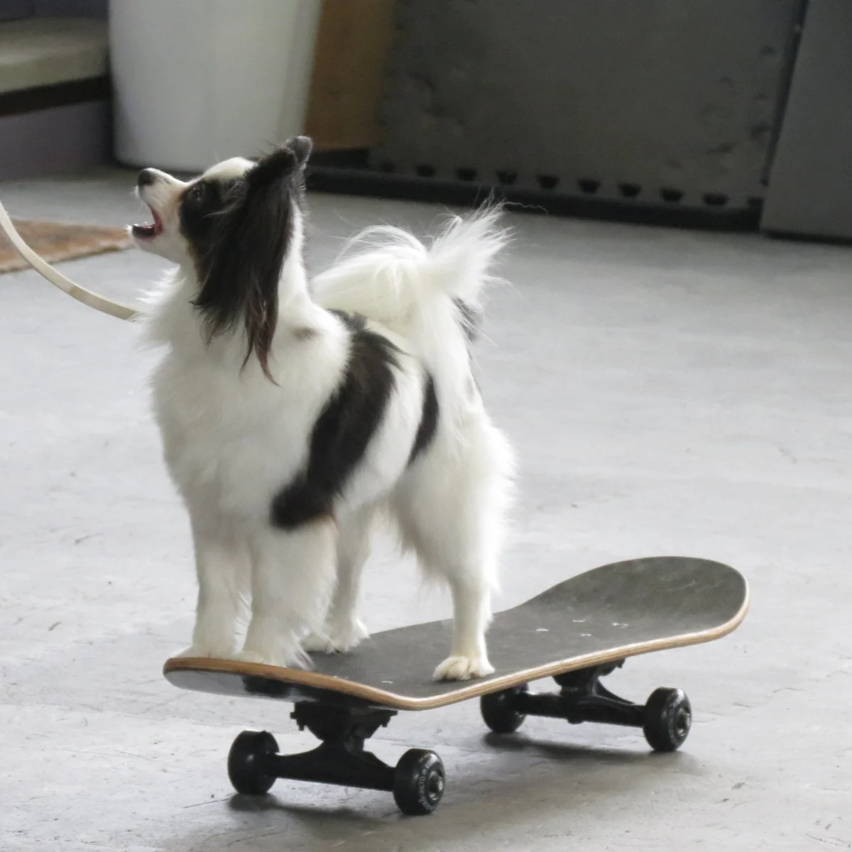 Puppy Training Class