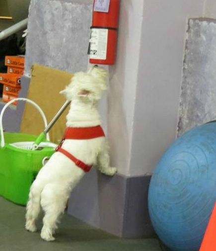 scent-games-nosework-class.jpg