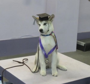 akc star puppy classes