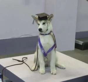 Kanook-grad-300x279.jpg