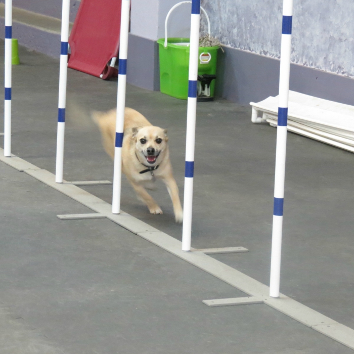 Pup