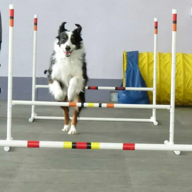fun-agility-class.jpg