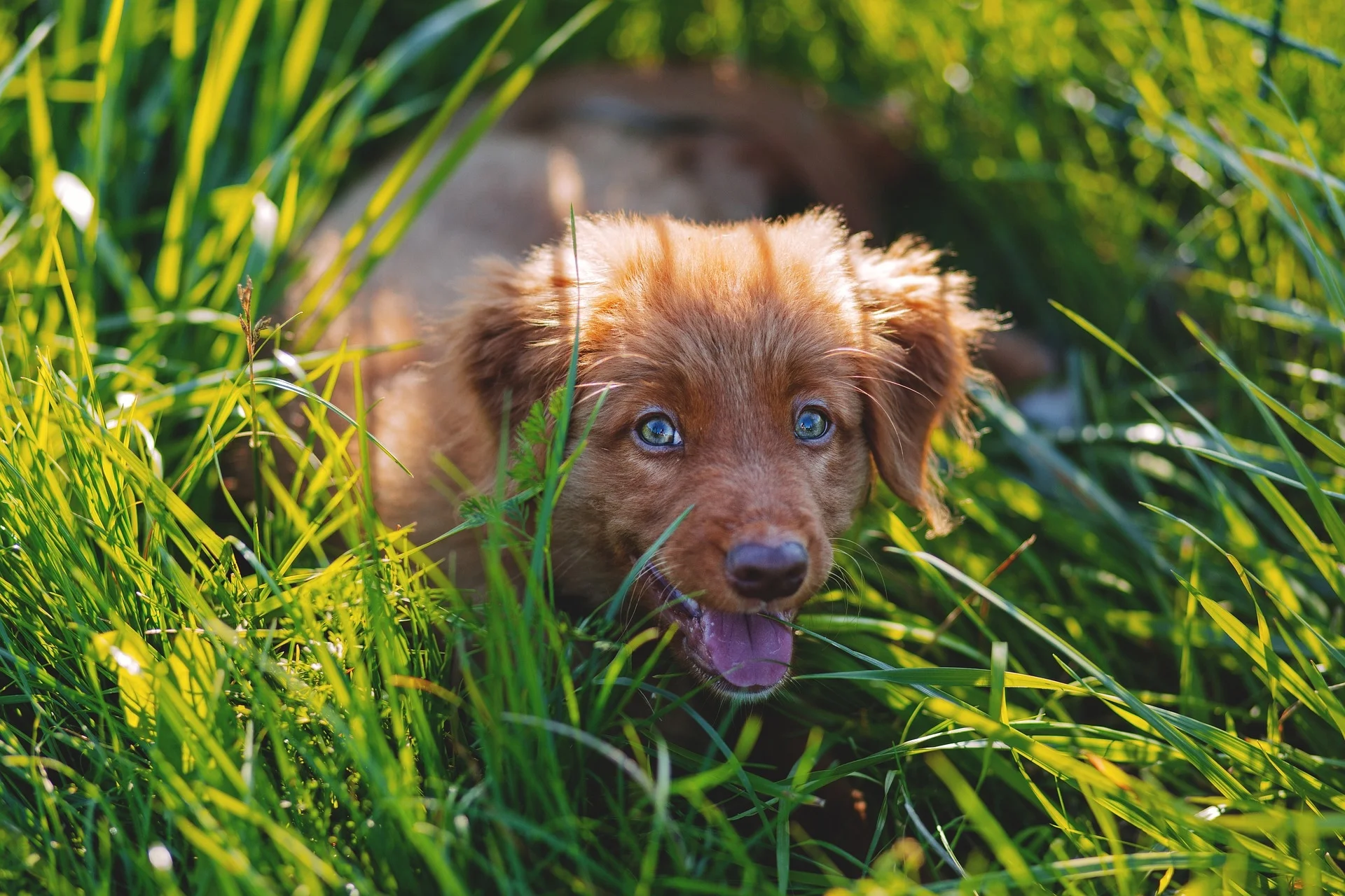 adorable-1866723_1920.jpg