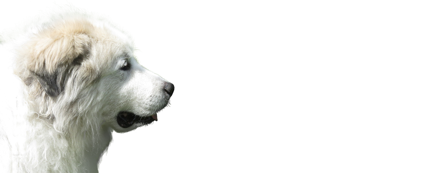 dog-training-3.png
