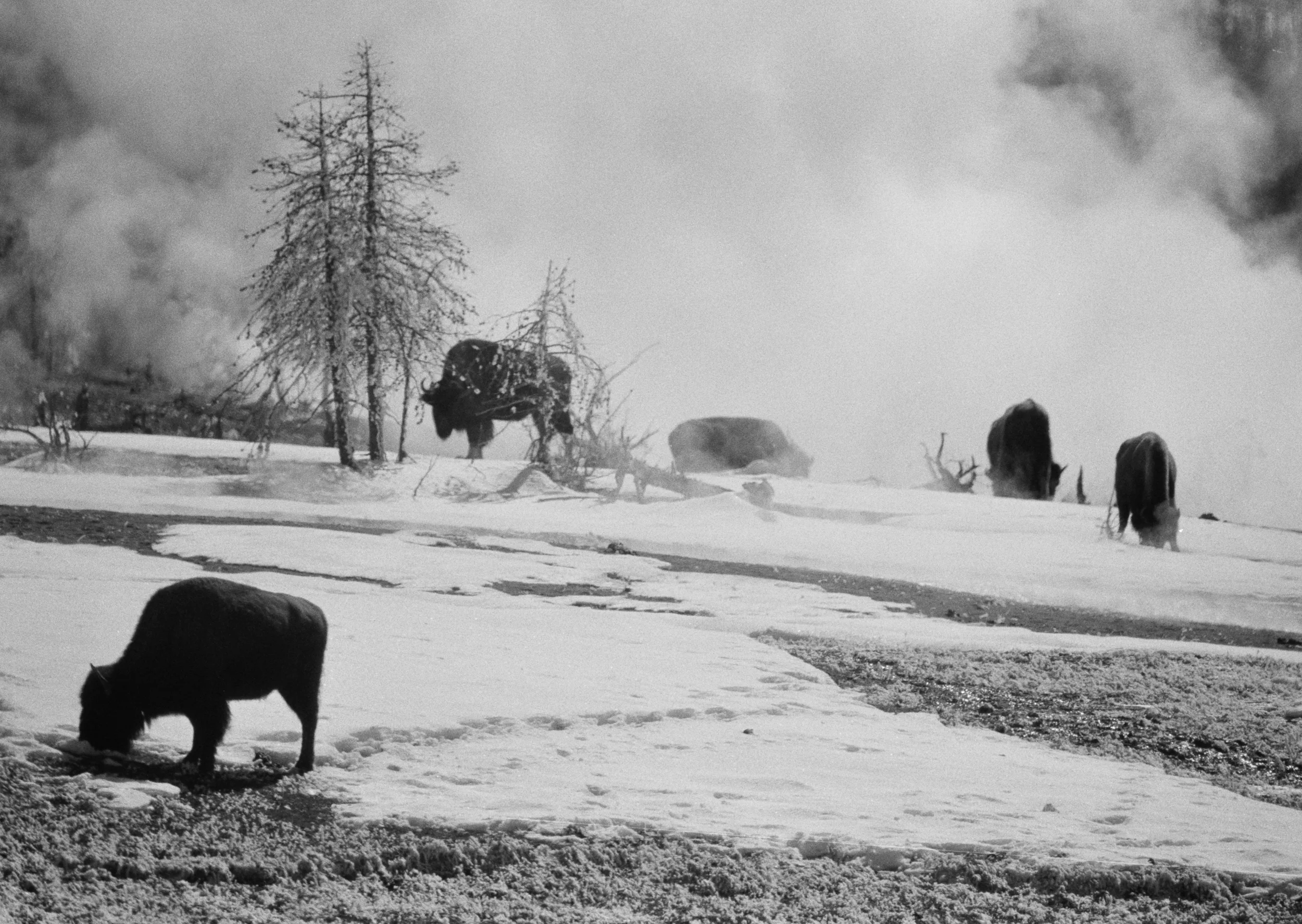 Hard Way To Make A Living, Yellowstone N.P., Wyoming
