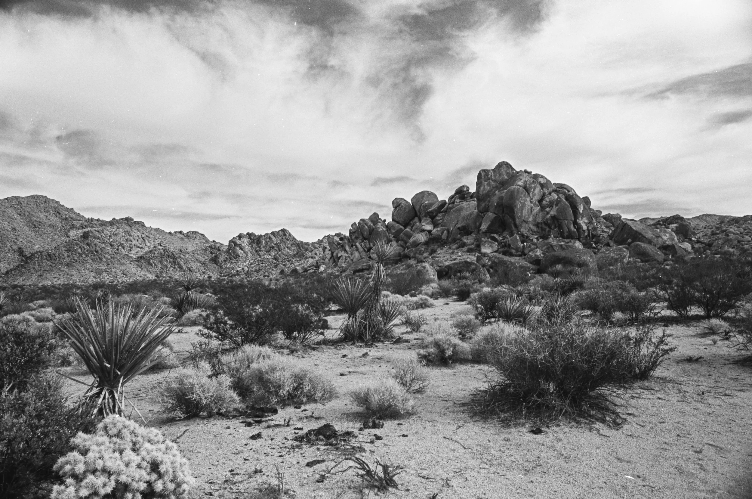 Joshua Tree National Monument, California