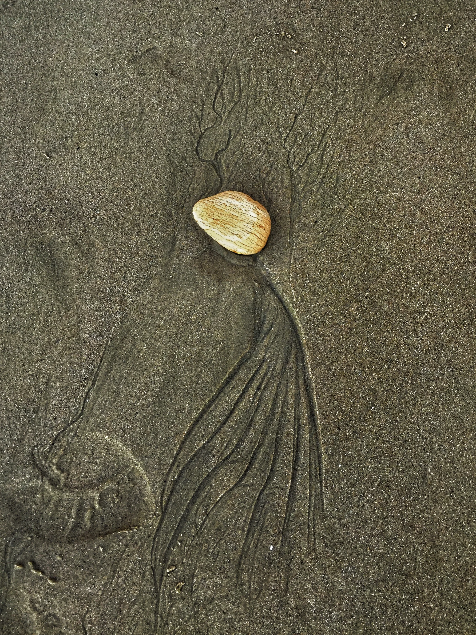 Impression of A Jellyfish