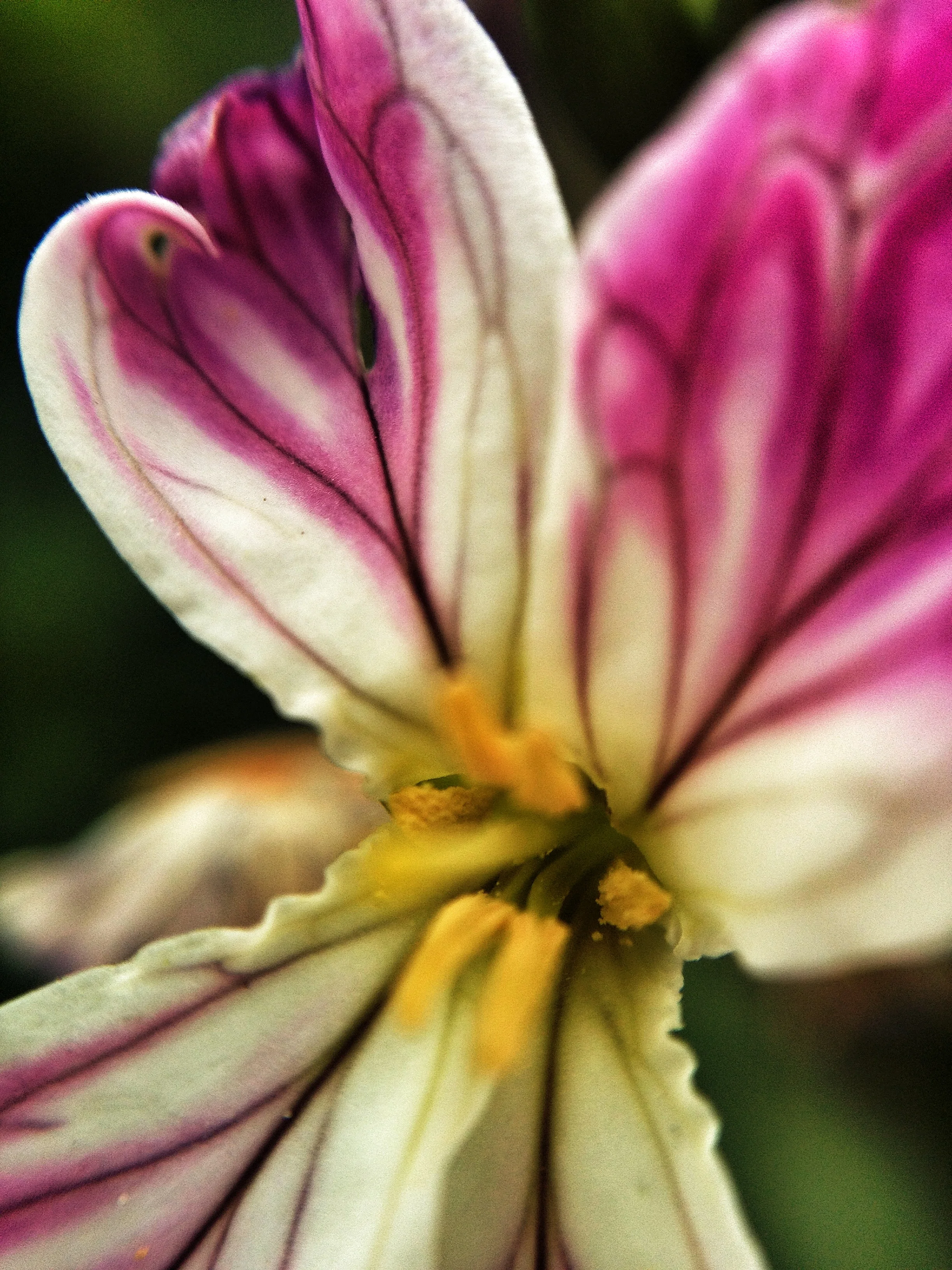 Tiny Flower 