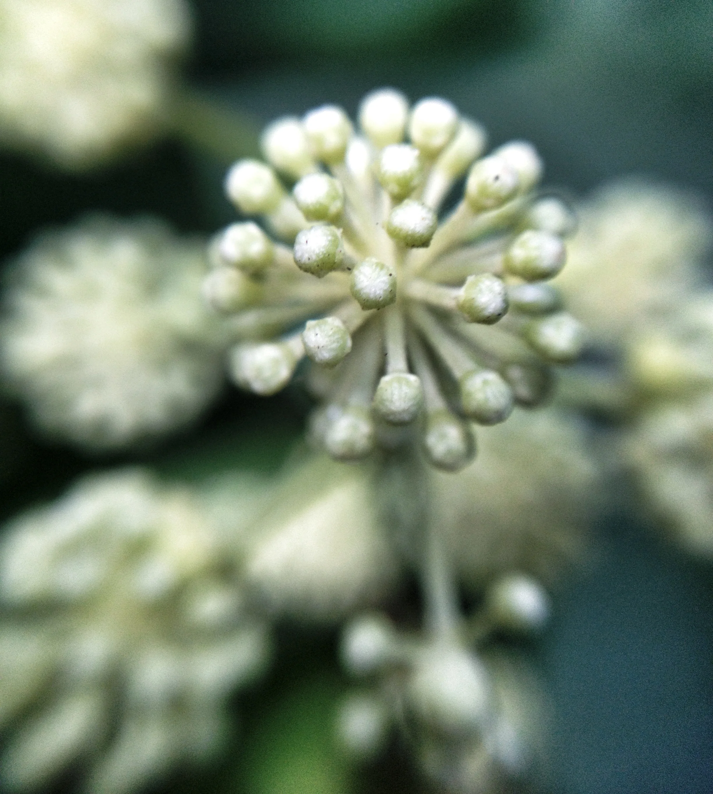 Snowflake Bloom