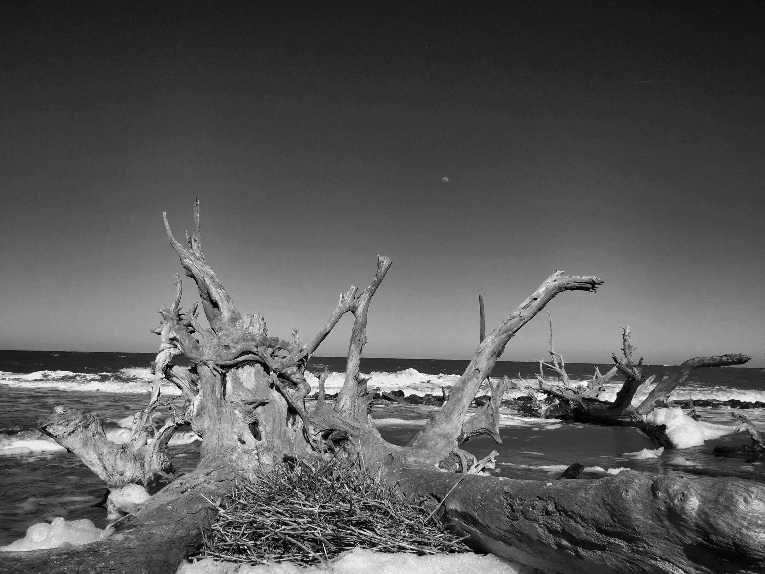 Jekyl Driftwood - GA