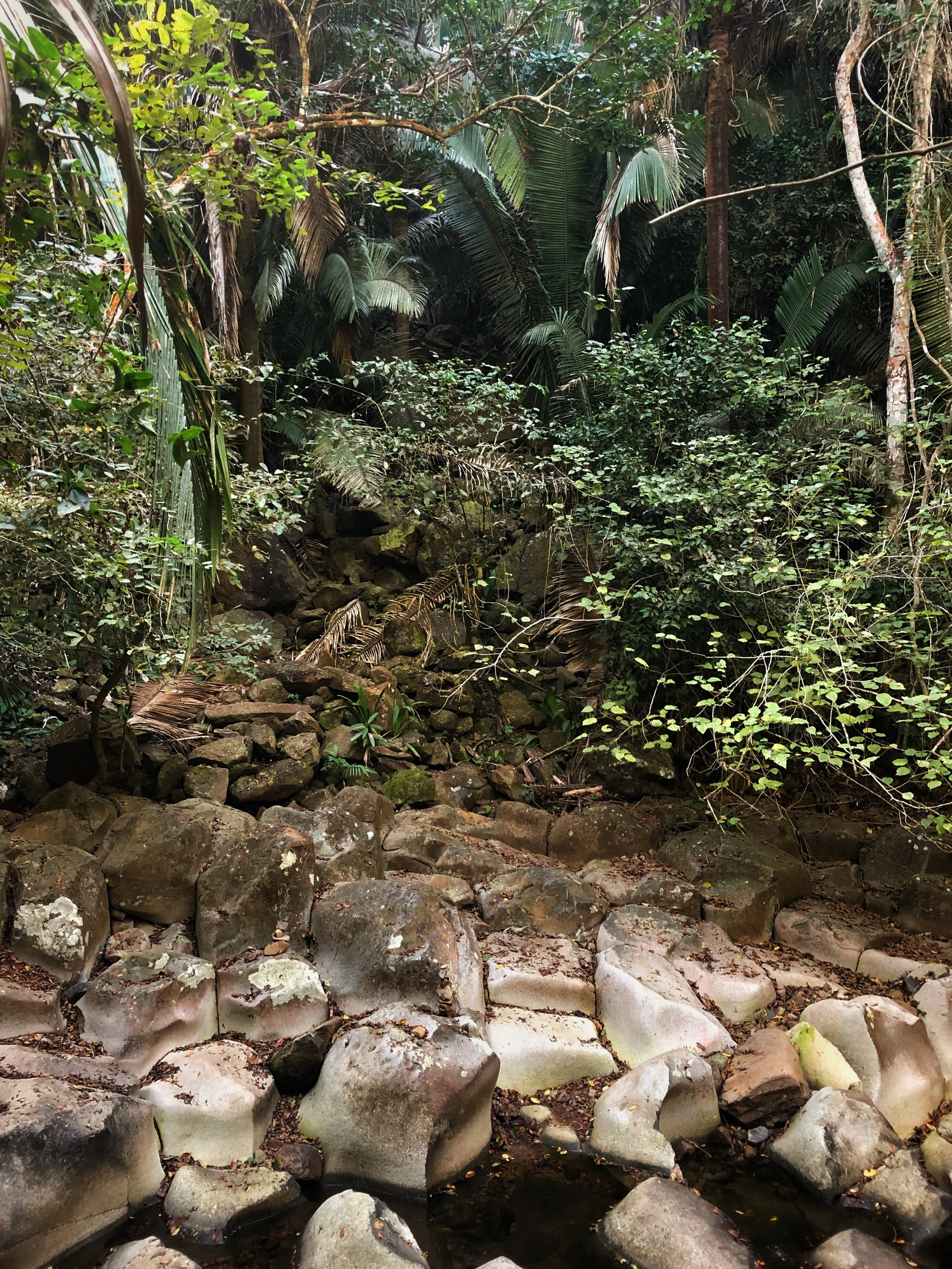 Alta Vista Jungle Stairs
