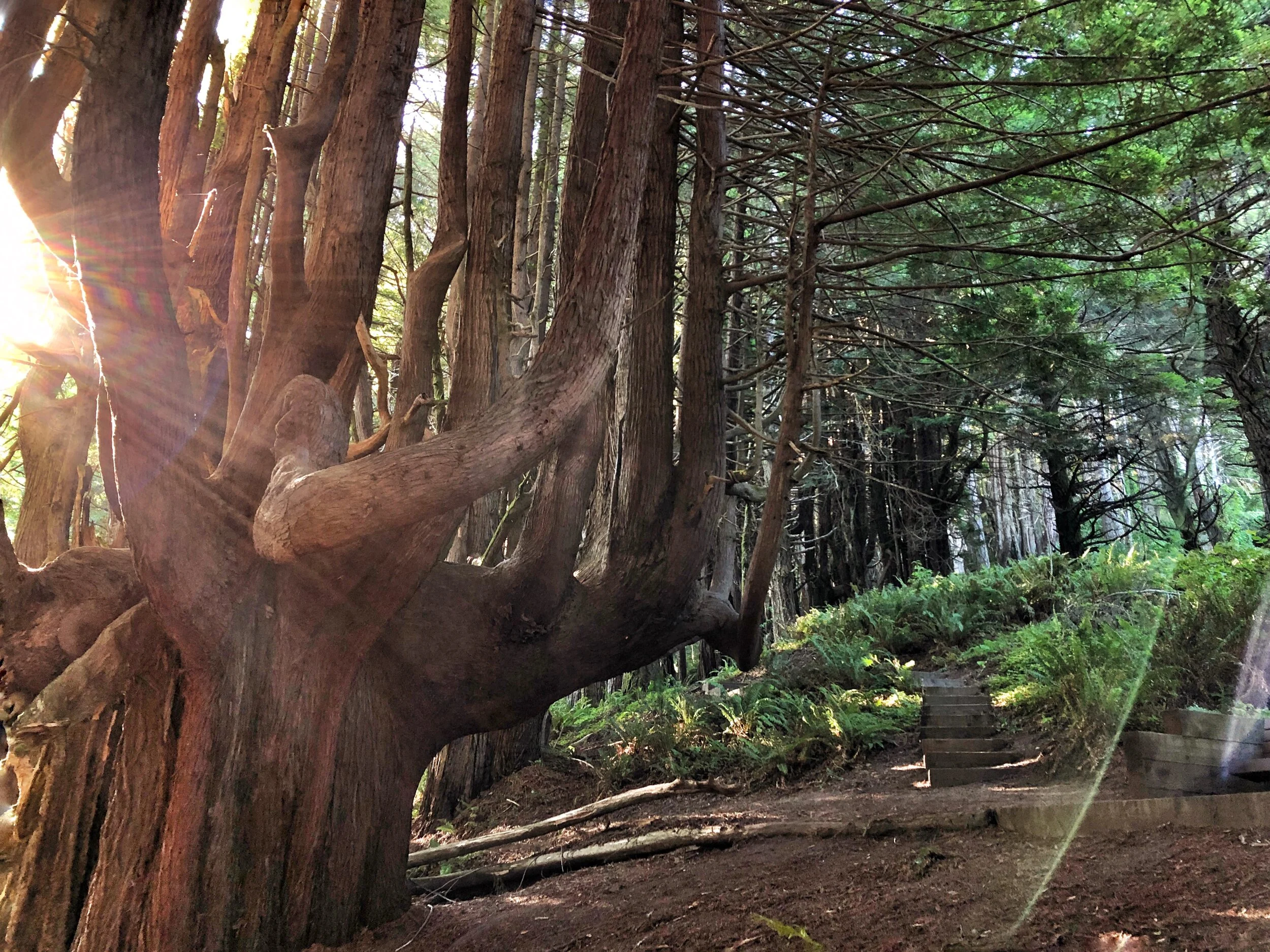 Candelbra Redwoods