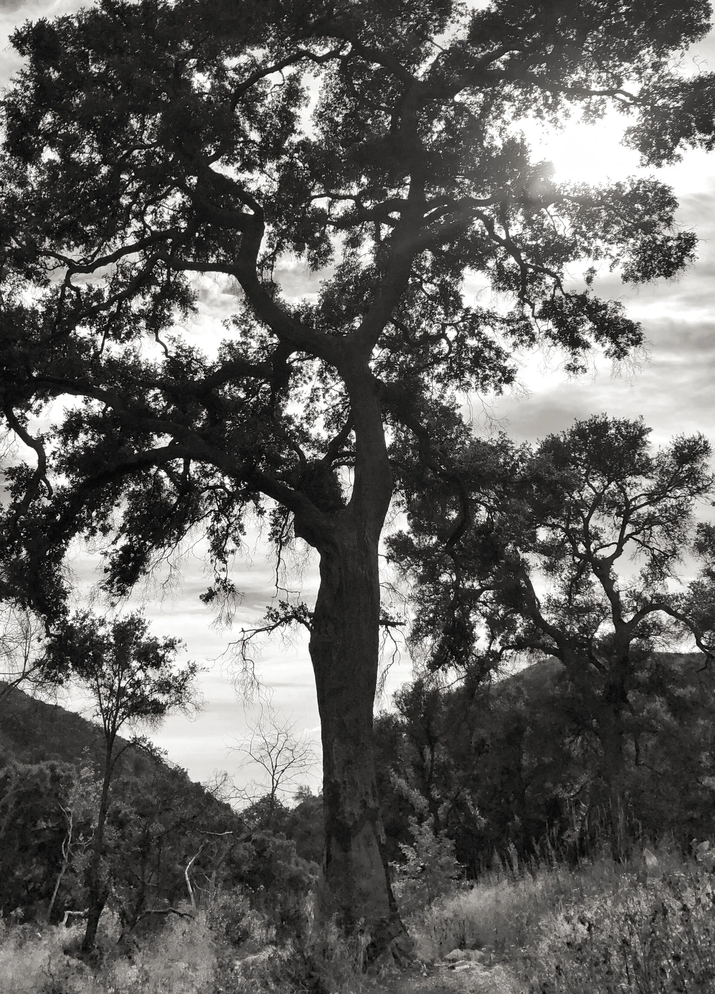 The Tree of Grace