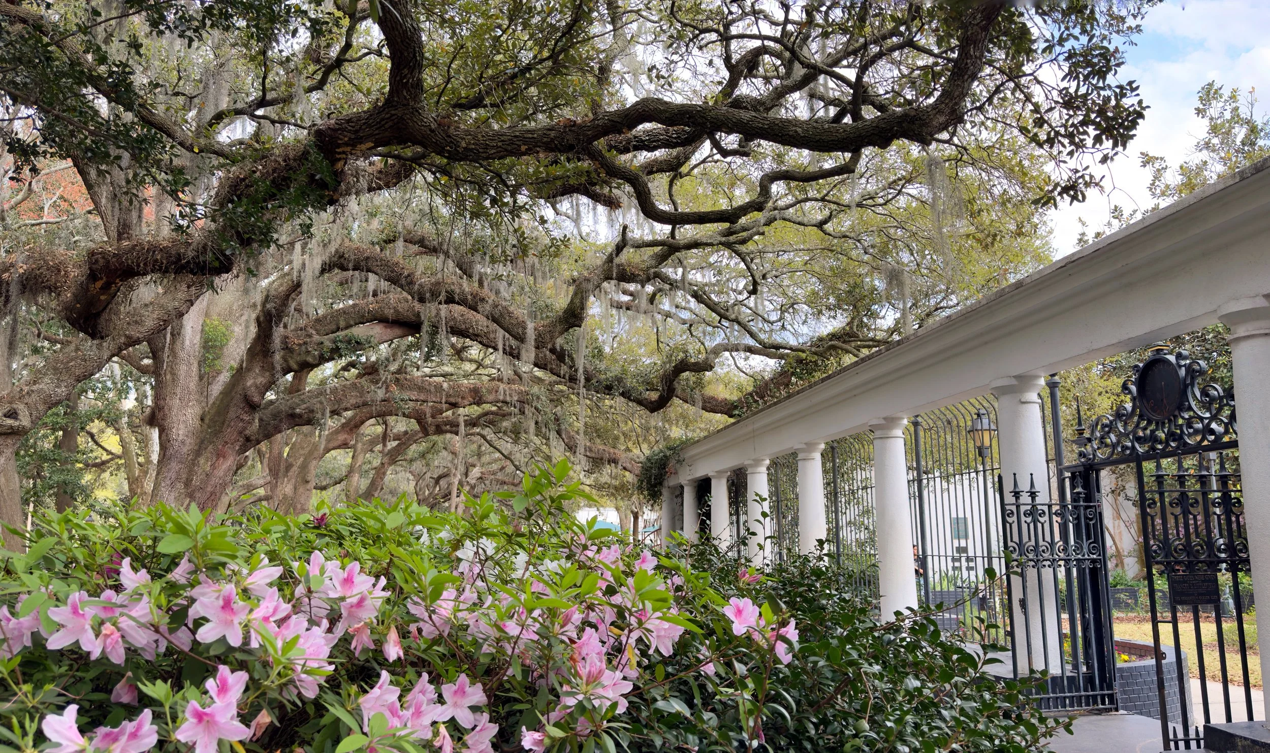 Forsyth Park Fragrance Garden (best printed as 10x15 or 16x24)